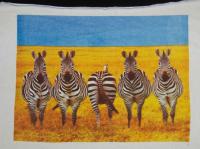 Прикрепленное изображение: zebras.JPG