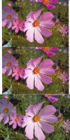 Прикрепленное изображение: L800_E82_Lomond230G_1-rezh_EPS_PG_2-rezh_EPS_Photo_3-icc_for_ELECTRA_small.jpg