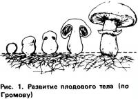 Прикрепленное изображение: gr5.jpg