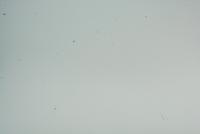 Прикрепленное изображение: Dust.jpg