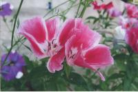 Прикрепленное изображение: L800+Revcol_Hameleon_L+Cactus_PRO_Semyglossy260_PhotoEnhance_eps_semygloss_RPM_CX4300_small.jpg