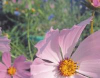 Прикрепленное изображение: iP7240+C45_standart_profile_deffects.jpg