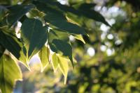 Прикрепленное изображение: IMG_4709_small.jpg