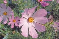 Прикрепленное изображение: iP7240+C45_standart_profile_small.jpg