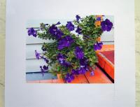 Прикрепленное изображение: flower.jpg