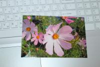 Прикрепленное изображение: IMG_8020.JPG