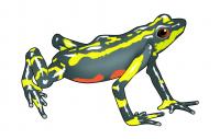 Прикрепленное изображение: frog_yellow_vector_image.jpg